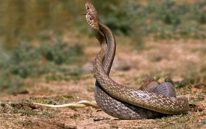 Исаакий Змеевик (Змеиный праздник)